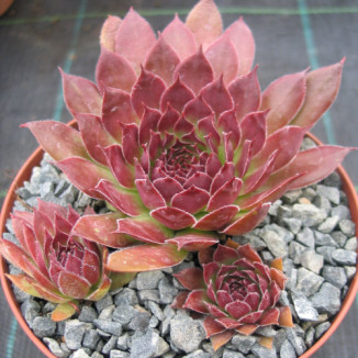 Sempervivum Lord Morton Rojnik