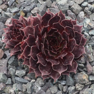 Sempervivum Lord Morton Rojnik