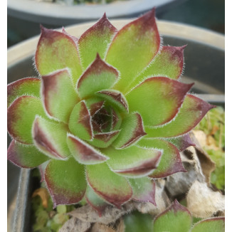 Sempervivum Lotus Blute Rojnik