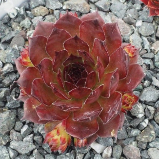 Sempervivum Lovely Roset...