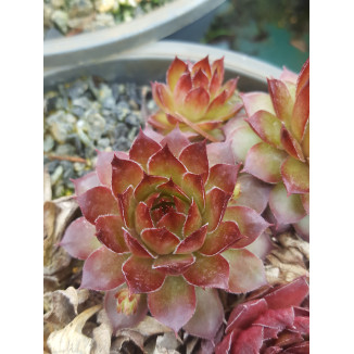 Sempervivum Lovely Roset...