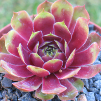 Sempervivum Lowenherz Rojnik