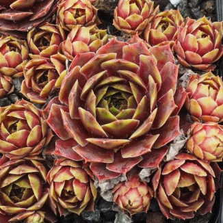 Sempervivum Lowenherz Rojnik