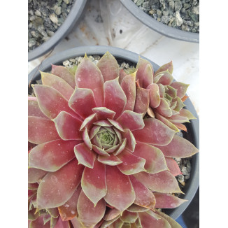 Sempervivum Ludmila Rojnik