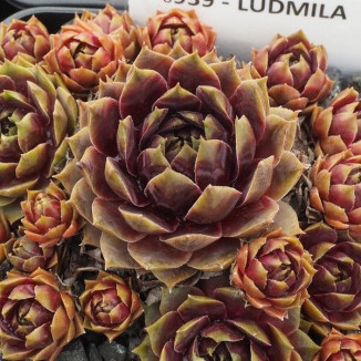 Sempervivum Ludmila Rojnik