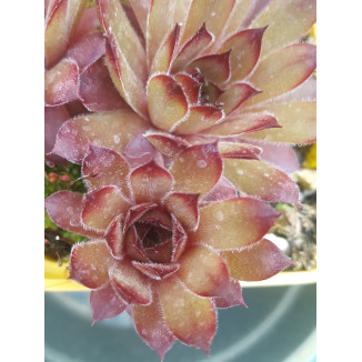 Sempervivum Luxury Lace Rojnik