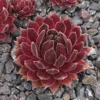 Sempervivum Marea Rojnik