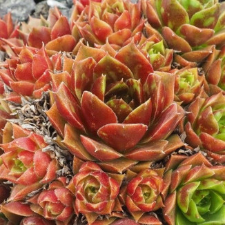 Sempervivum Marle Rojnik