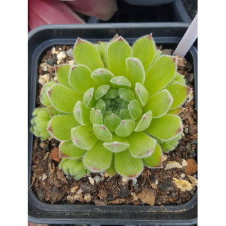 Sempervivum Matterhorn Rojnik