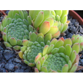 Sempervivum Matterhorn Rojnik