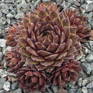 Sempervivum May Red Rojnik