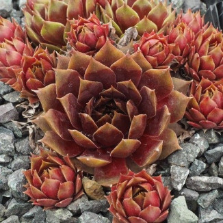 Sempervivum Mecki Rojnik