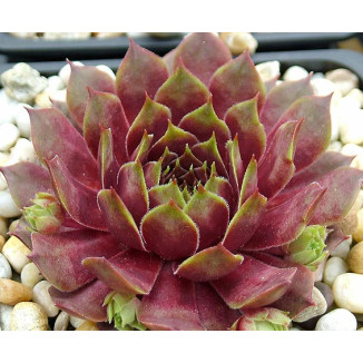 Sempervivum Mecki Rojnik