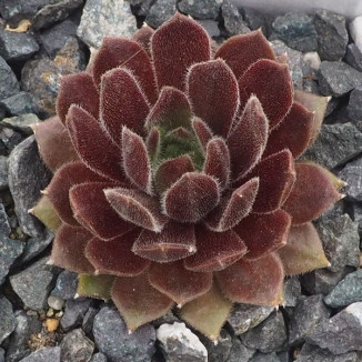 Sempervivum Meikeminne Rojnik