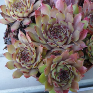 Sempervivum Melchiora Rojnik