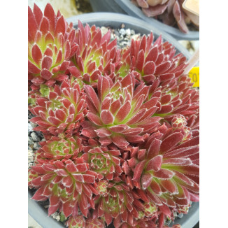 Sempervivum Melodie Rojnik