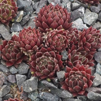 Sempervivum Melodie Rojnik