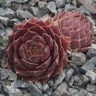 Sempervivum Menuett Rojnik