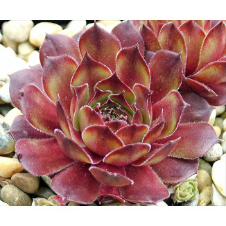 Sempervivum Mercury Rojnik