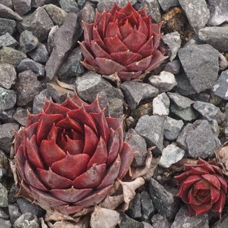 Sempervivum Mercury Rojnik