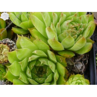 Sempervivum Meriadoc Rojnik