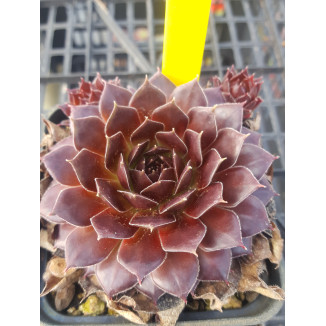 Sempervivum Meta Rojnik