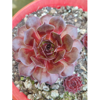 Sempervivum Meta Rojnik