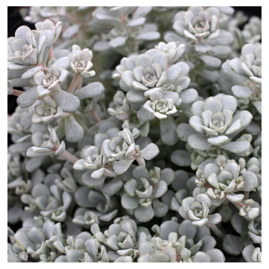Sedum spathulifolium Cape Blanco Rozchodnik łopatkowy