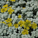 Sedum spathulifolium Cape Blanco Rozchodnik łopatkowy
