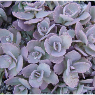 Sedum cauticola Red Canyon Rozchodnik skalny- Rośliny od Ogrodnika Szkółka Barcikowscy
