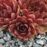 Sempervivum Michelle Rojnik