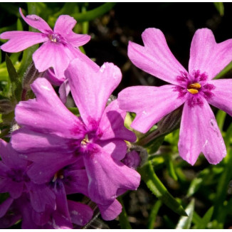 Phlox subulata Samson Floks...