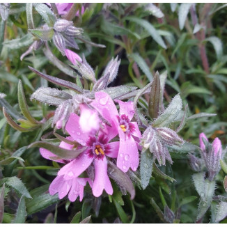 Phlox subulata Samson Floks...