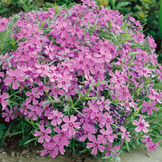 Phlox subulata Ronsdorfer...