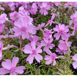 Phlox subulata Ronsdorfer...