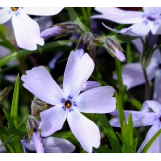 Phlox subulata Oakington...