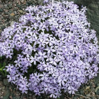 Phlox subulata Oakington...