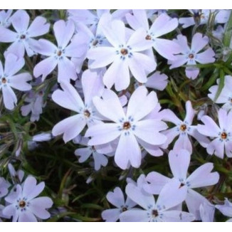 Phlox subulata G.F. Wilson...