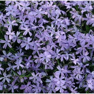 Phlox subulata G.F. Wilson...