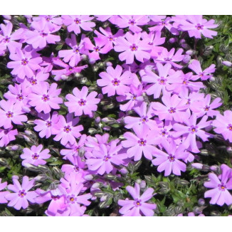 Phlox subulata Fort Hill...