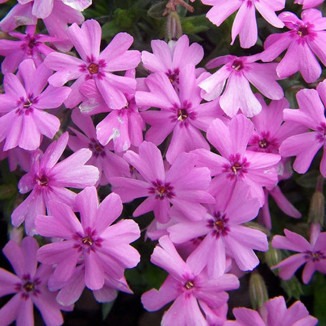 Phlox subulata Fort Hill...