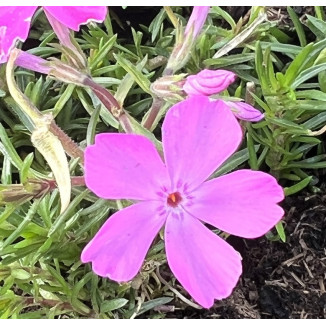 Phlox subulata Drummond...