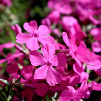 Phlox subulata Drummond...