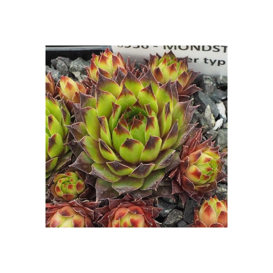 Sempervivum Mondstein Rojnik