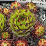 Sempervivum Mondstein Rojnik