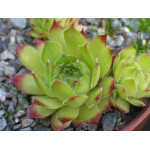 Sempervivum Mondstein Rojnik