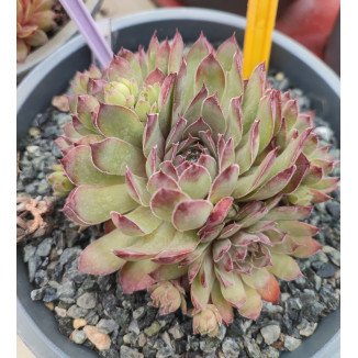 Sempervivum Mourje Rojnik