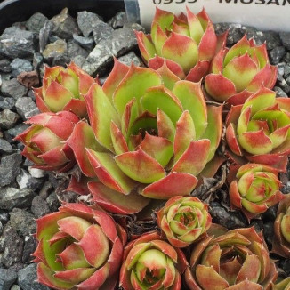 Sempervivum Musan Cha Rojnik