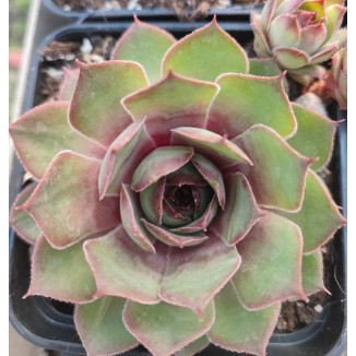 Sempervivum Musan Cha rojnik