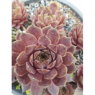 Sempervivum Music Dream Rojnik